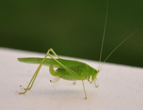 Phaneroptera nana
